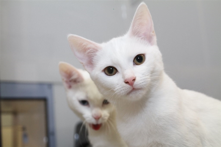 adoption centre for cats near me